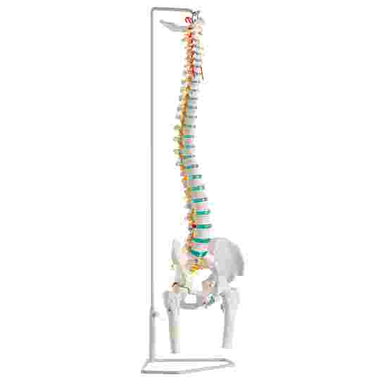 Erler Zimmer Skelettmodell &quot;Flexible Wirbelsäule&quot; Mit Becken und Oberschenkelstümpfen