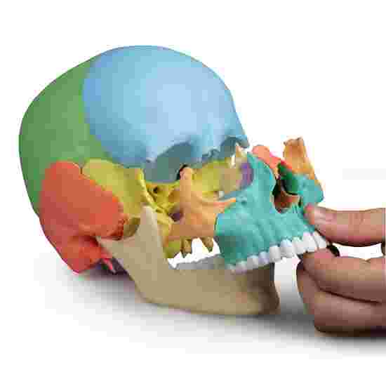 Erler Zimmer Skelettmodell &quot;Osteopathie-Schädelmodell&quot;, 22-teilig