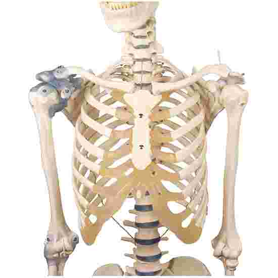 Erler Zimmer Skelettmodell &quot;Skelett Otto mit Bandapparat&quot;