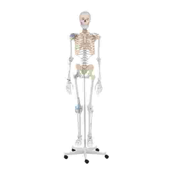 Erler Zimmer Skelettmodell &quot;Skelett Otto mit Bandapparat&quot;