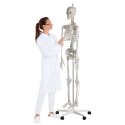 Erler Zimmer Skelettmodell "Skelett Hugo", beweglich