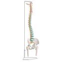 Erler Zimmer Skelettmodell "Flexible Wirbelsäule" Mit Becken und Oberschenkelstümpfen