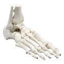 Erler Zimmer Skelettmodell "Fußskelett" Standard