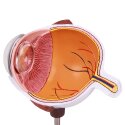 Erler Zimmer Anatomisches Modell "Augenhälfte"