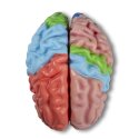 Erler Zimmer Anatomisches Modell "Gehirn"