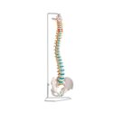 Erler Zimmer Skelettmodell "Flexible Wirbelsäule" Mit Becken