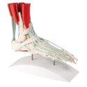 Erler Zimmer Skelettmodell "Fußskelett" Mit Sehnenapparat