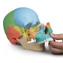 Erler Zimmer Skelettmodell "Osteopathie-Schädelmodell", 22-teilig