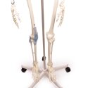 Erler Zimmer Skelettmodell "Skelett Otto mit Bandapparat"