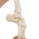 Erler Zimmer Skelettmodell "Fußskelett beweglich mit Schien- und Wadenbeinansatz"