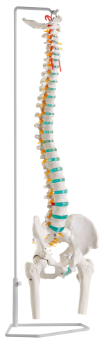 Erler Zimmer Skelettmodell "Flexible Wirbelsäule"