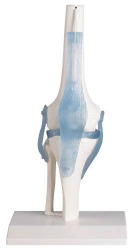 Erler Zimmer Skelettmodell "Kniegelenk mit Bändern"