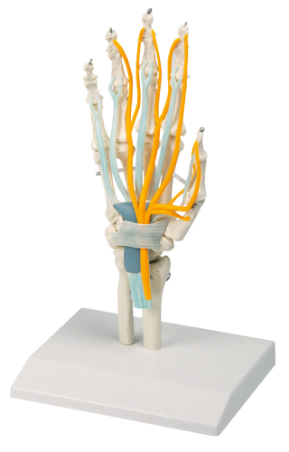 Erler Zimmer Skelettmodell "Handskelett"