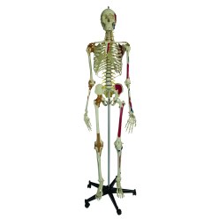Skelettmodell "Super-Skelett"