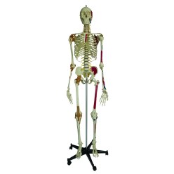 Super-Skelett / Anatomisches Modell