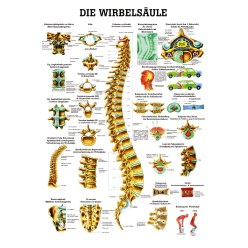 Anatomische Lehrtafel Die Wirbelsäule