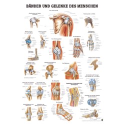 Anatomische Lehrtafel Bänder und Gelenke