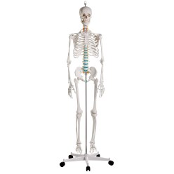 Erler Zimmer Skelettmodell "Schulskelett Oscar"