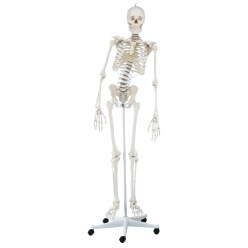 Erler Zimmer Skelettmodell "Skelett Hugo", beweglich