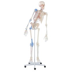 Erler Zimmer Skelettmodell "Schulskelett Max", beweglich