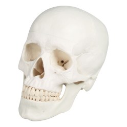 Erler Zimmer® Schädelmodell, 3tlg.