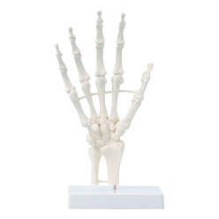 Erler Zimmer® Handskelett
