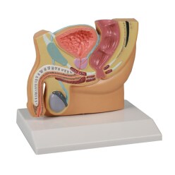 Erler Zimmer Anatomisches Modell "Becken"