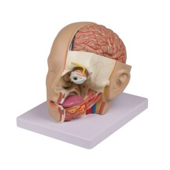 Erler Zimmer Anatomisches Modell "Kopf"