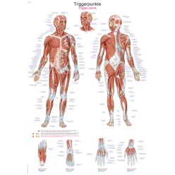 Erler Zimmer Anatomische Lehrtafel Das menschliche Skelett