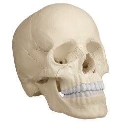 Osteopathie-Schädelmodell, 22-teilig