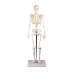Miniatur-Skelett "Tom"
