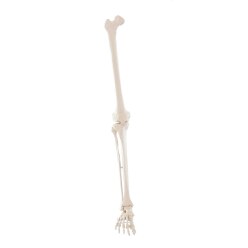 Erler Zimmer Skelettmodell "Beinskelett"