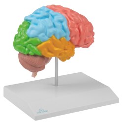 Erler Zimmer Anatomisches Modell "Gehirnhälfte regional und lebensgroß"