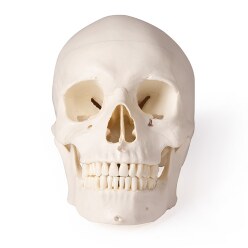 Erler Zimmer Skelettmodell Schädel, 5-teilig zerlegbar für Zahnmedizin
